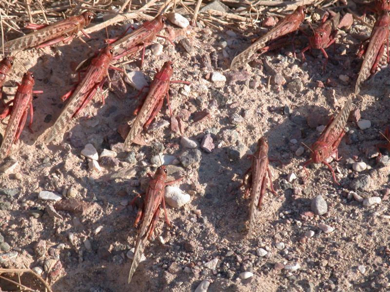 Locust in Israel